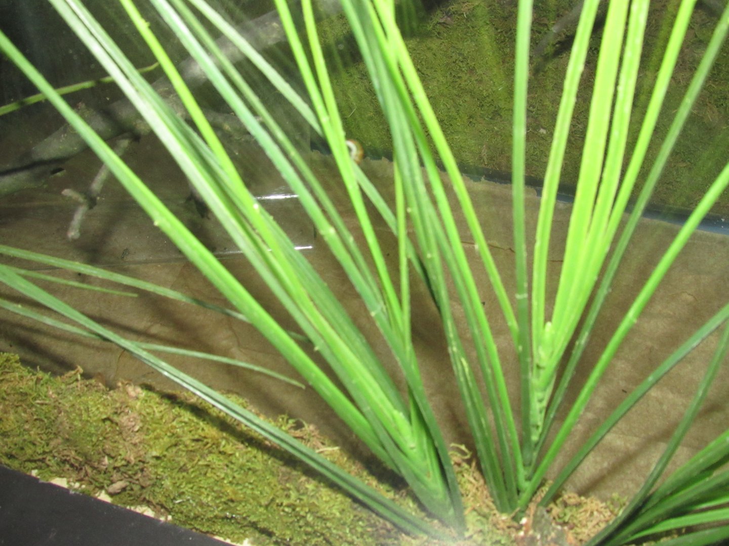 Partula Snail Exhibit in Front of Another Vacant Exhibit