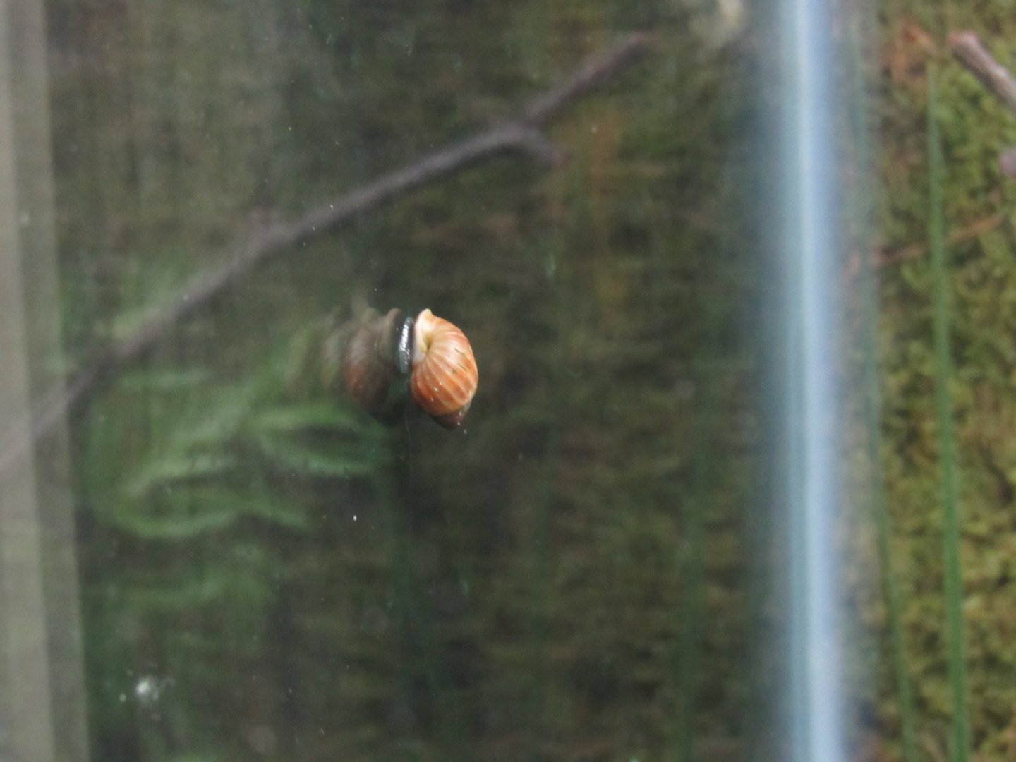 Partula Snail in New Exhbit in Curious Creatures