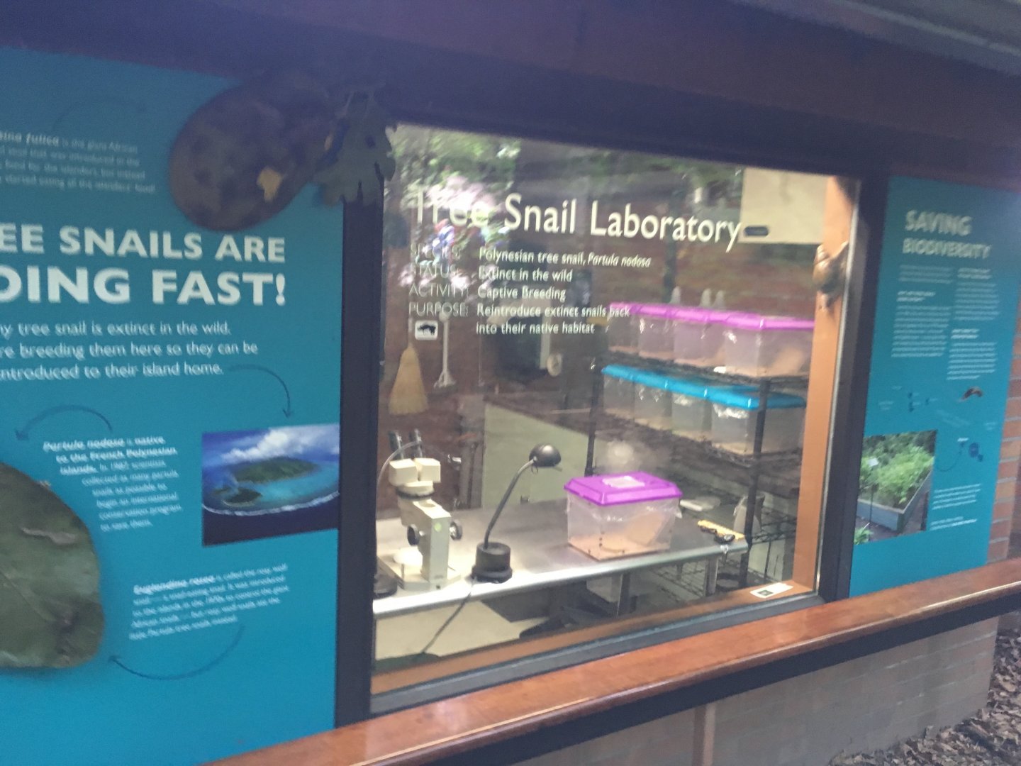 Partula snail lab