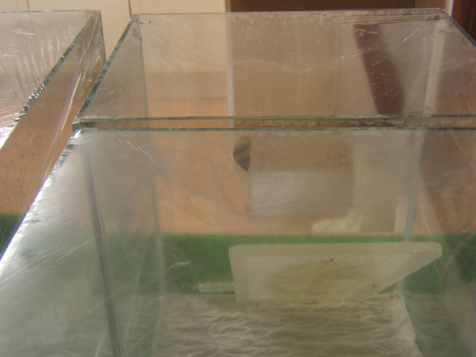 Partula Snail (Partula strigosa)