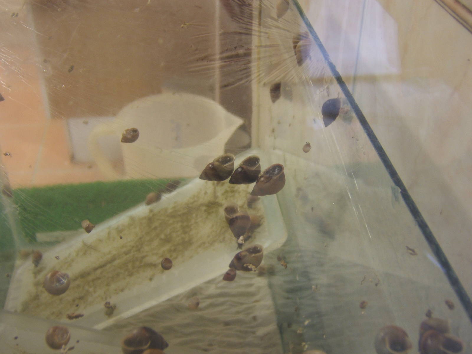 Partula Snail (Partula varia)