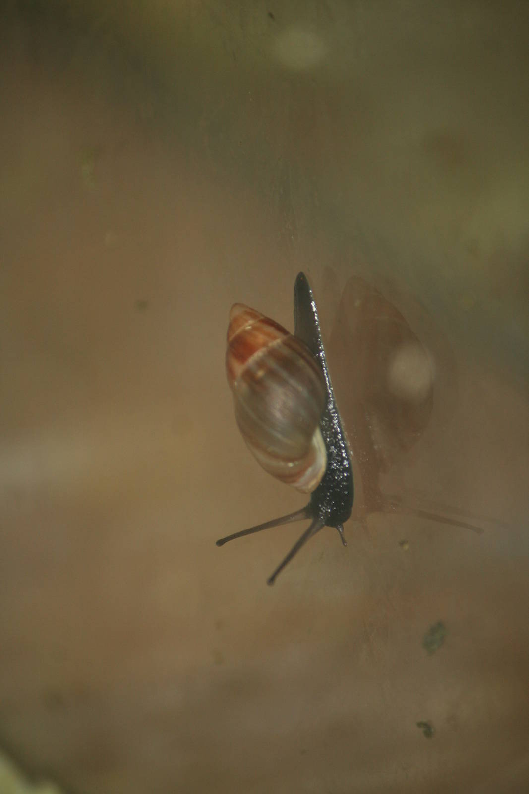 Partula snail sp?