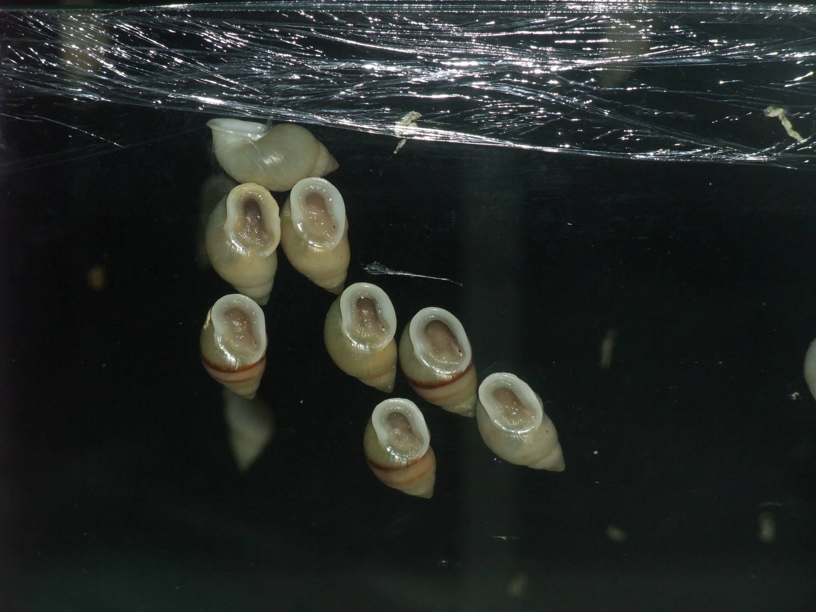 Partula Snails at London, 16/11/11