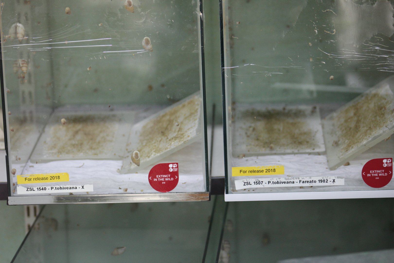 Partulas for Release