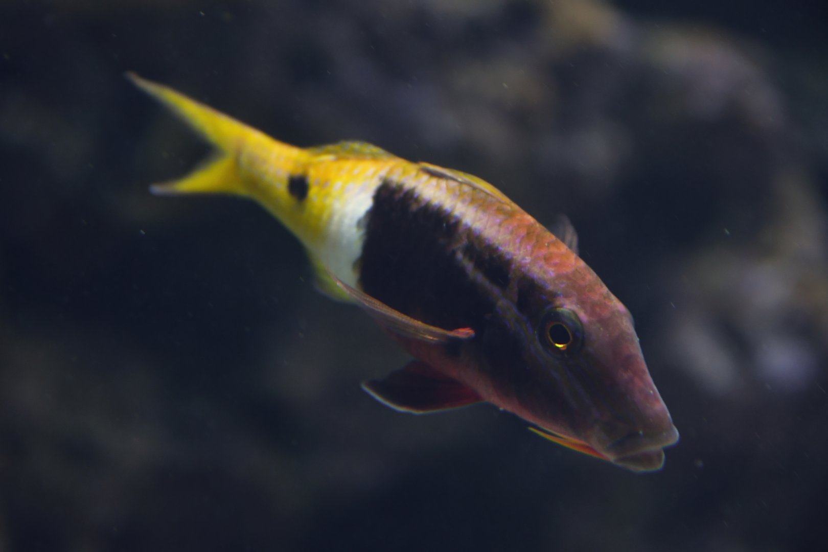 Parupeneus barberinoides