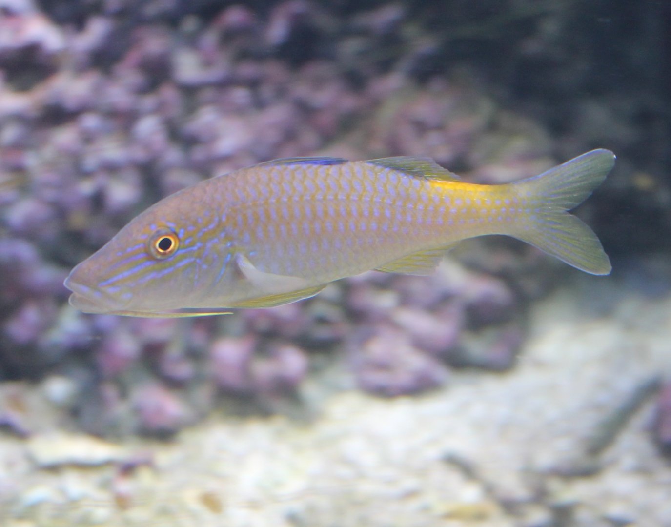 Parupeneus cyclostomus