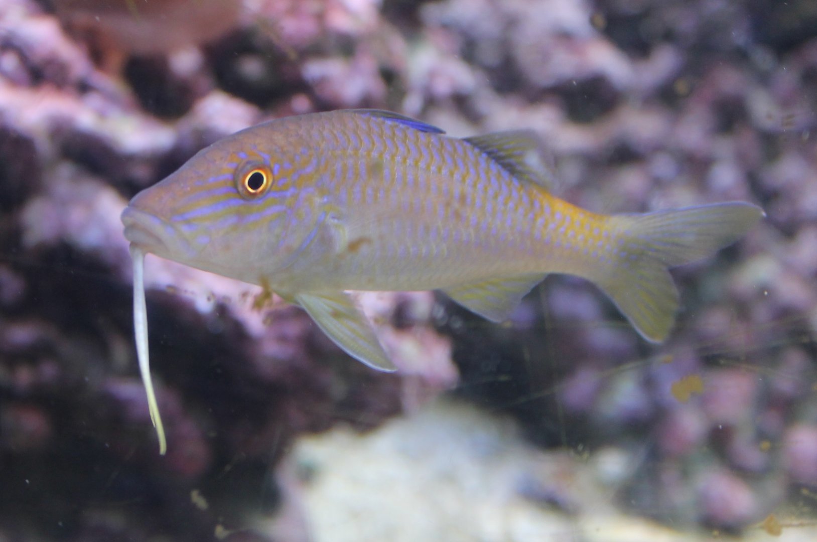 Parupeneus cyclostomus