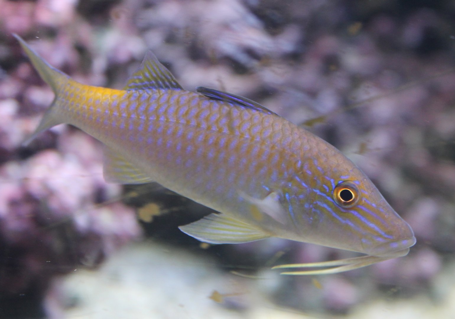 Parupeneus cyclostomus