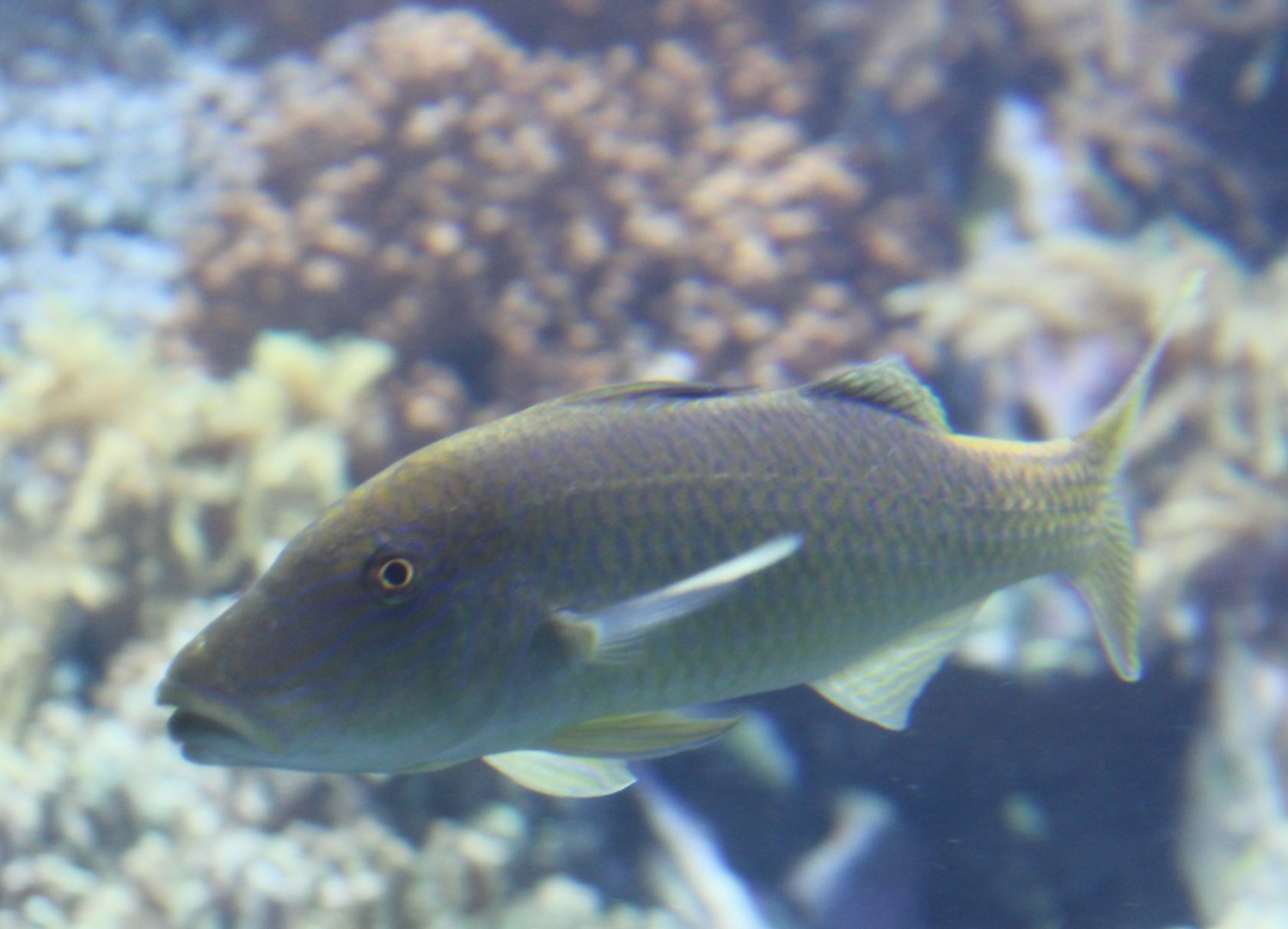 Parupeneus cyclostomus