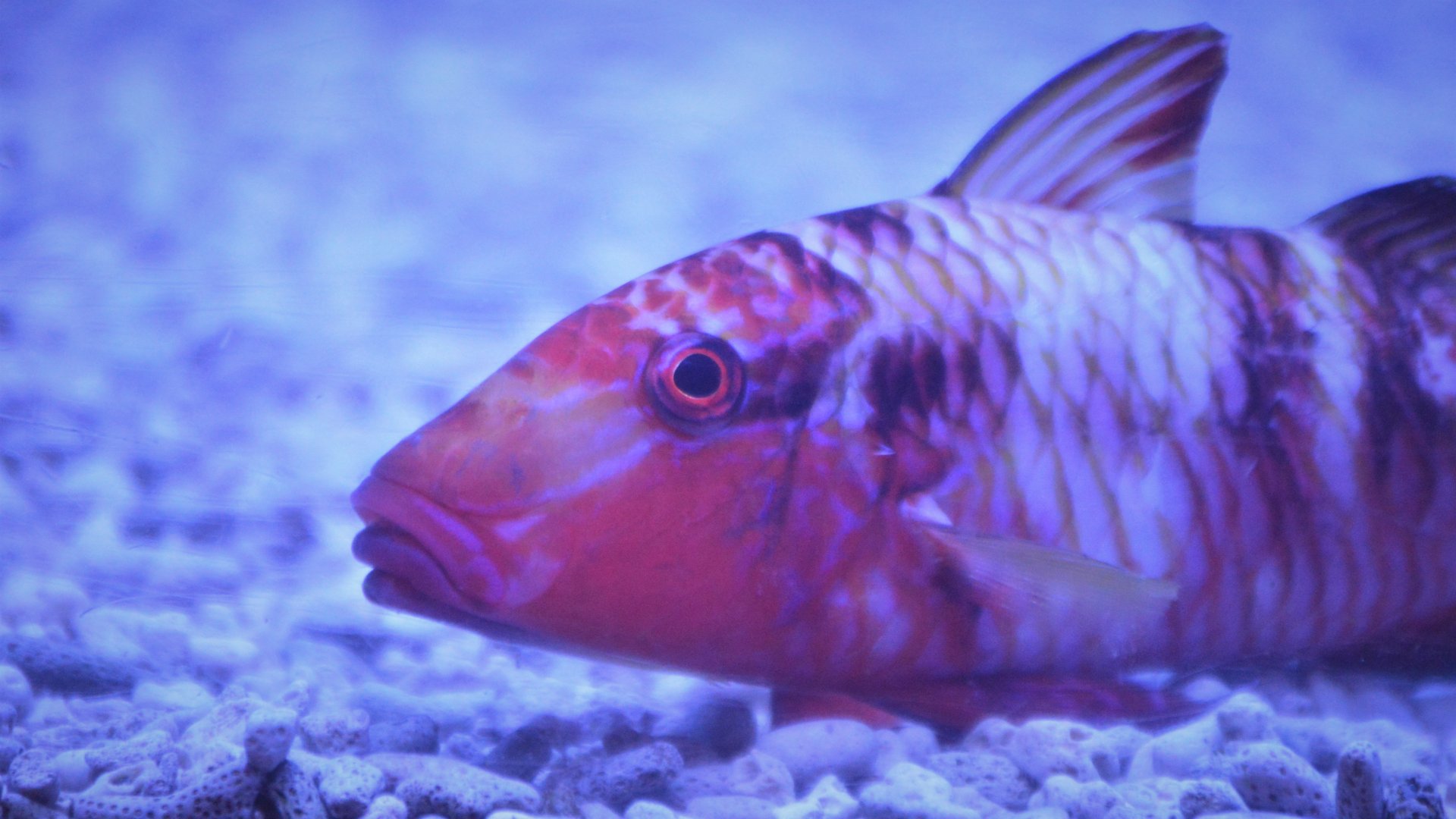 Parupeneus multifasciatus