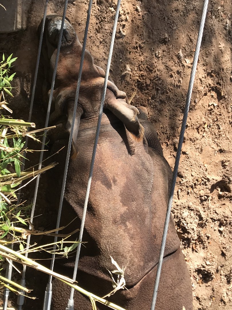 Parvesh the Greater One-Horned Rhinoceros (Rhinoceros unicornis)