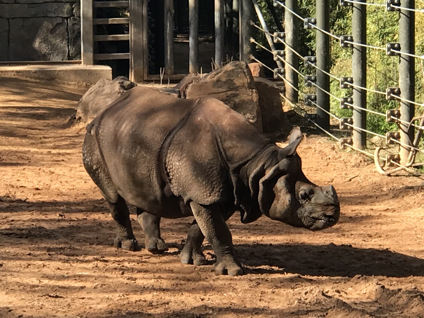 Parvesh the Greater One-Horned Rhinoceros (Rhinoceros unicornis)