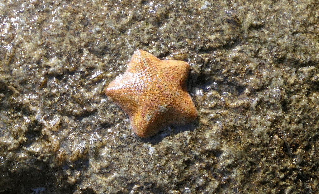 Parvulastra exigua - Dwarf Cushion Star