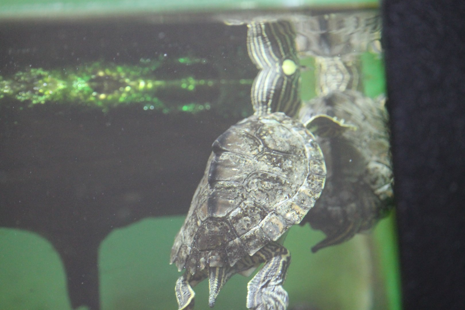 Pascagoula map turtle (Graptemys gibbonsi)