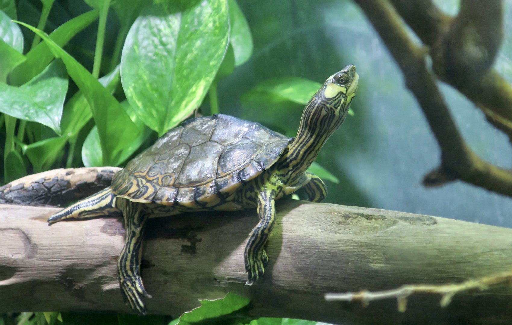 Pascagoula Map Turtle (Graptemys gibbonsi)