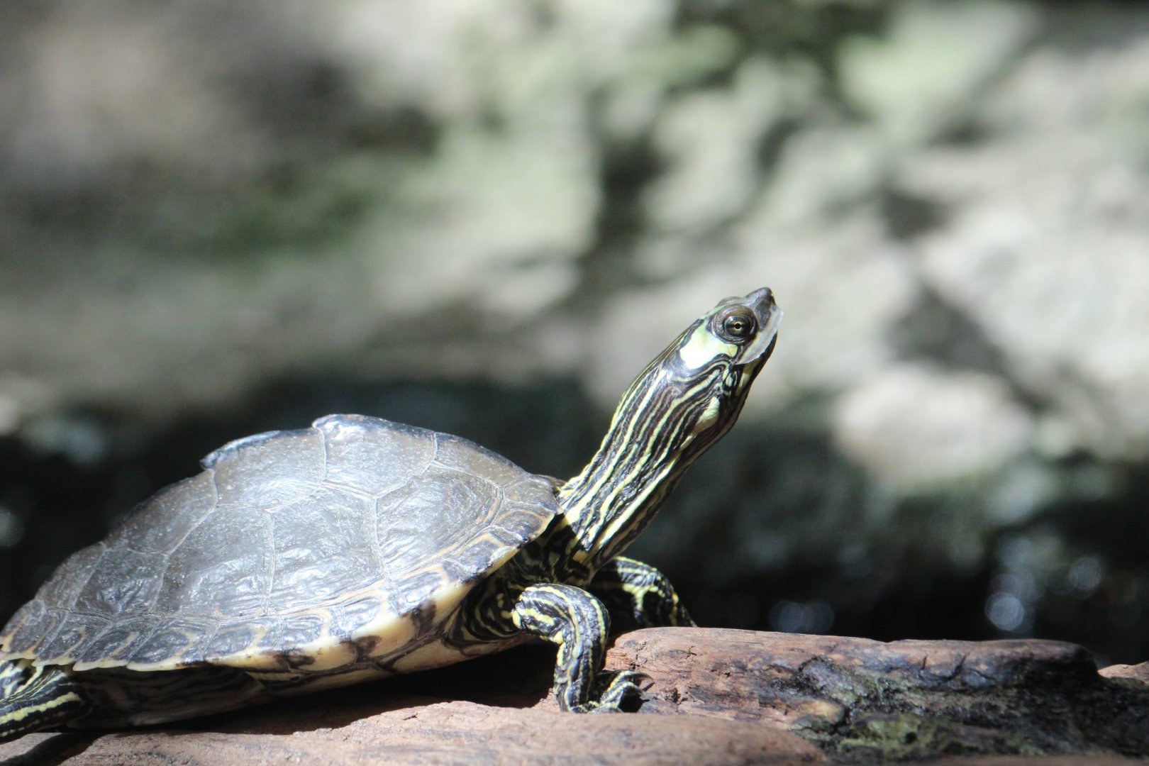 Pascagoula Map Turtle