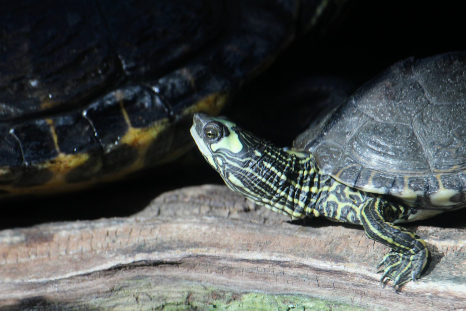 Pascagoula Map Turtle