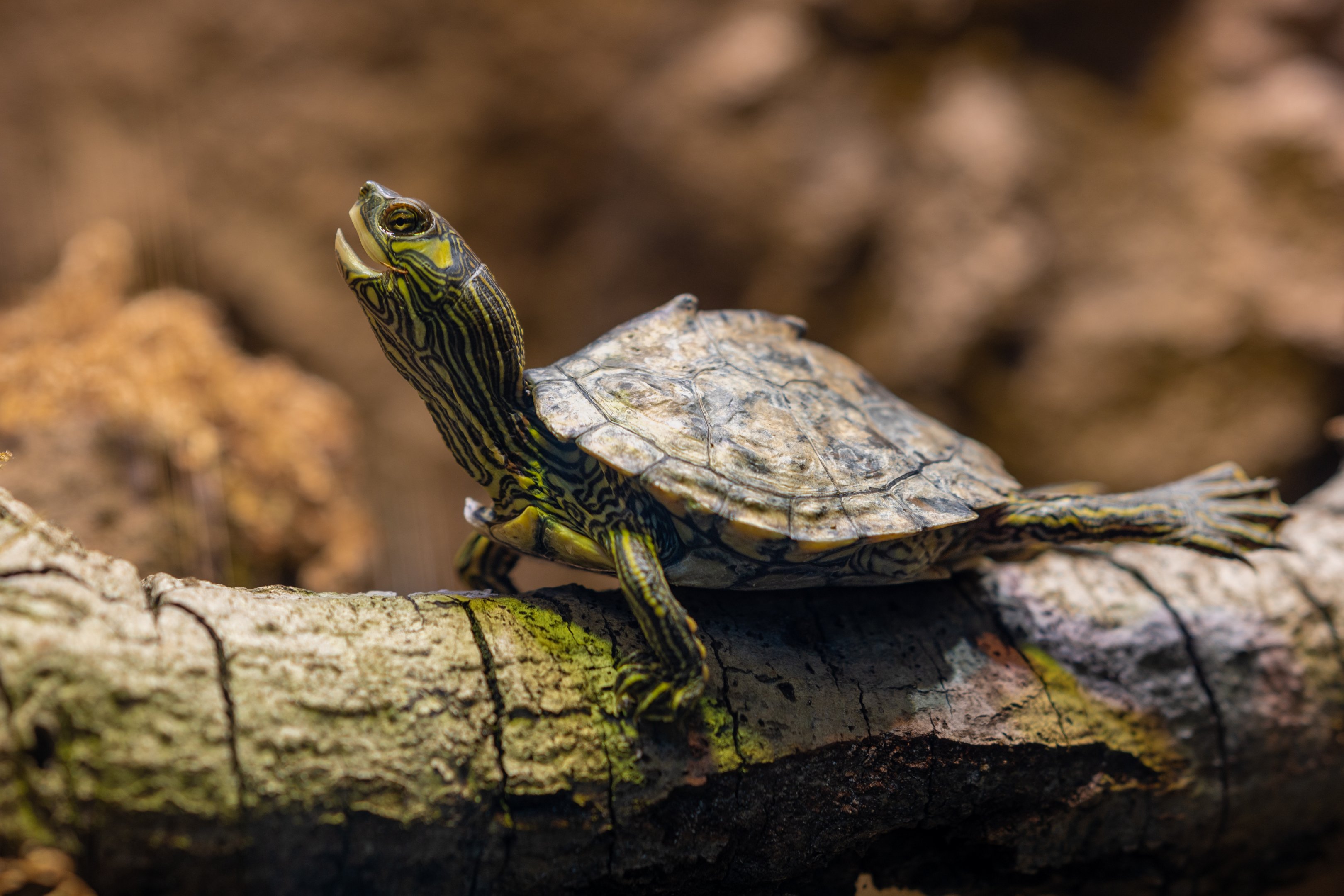 Pascagoula Map Turtle
