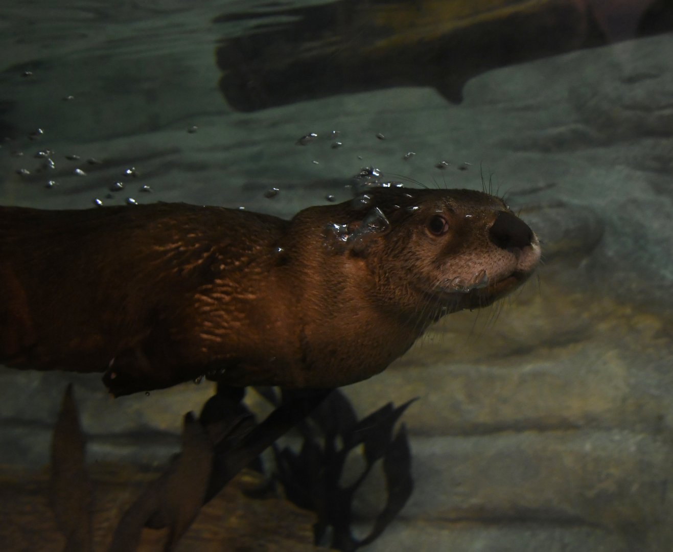 Pascal, 5-month-old river otter