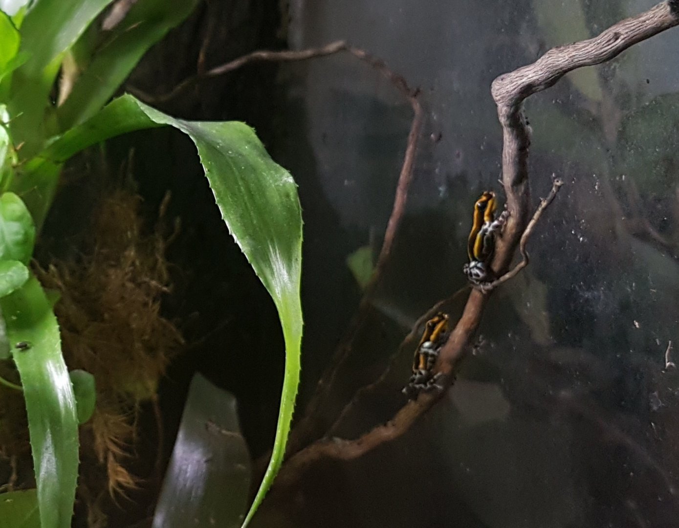 Pasco dartfrogs - Ranitomeya lamasi panguana