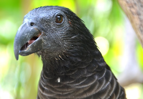 Pasquet's parrot Portrait