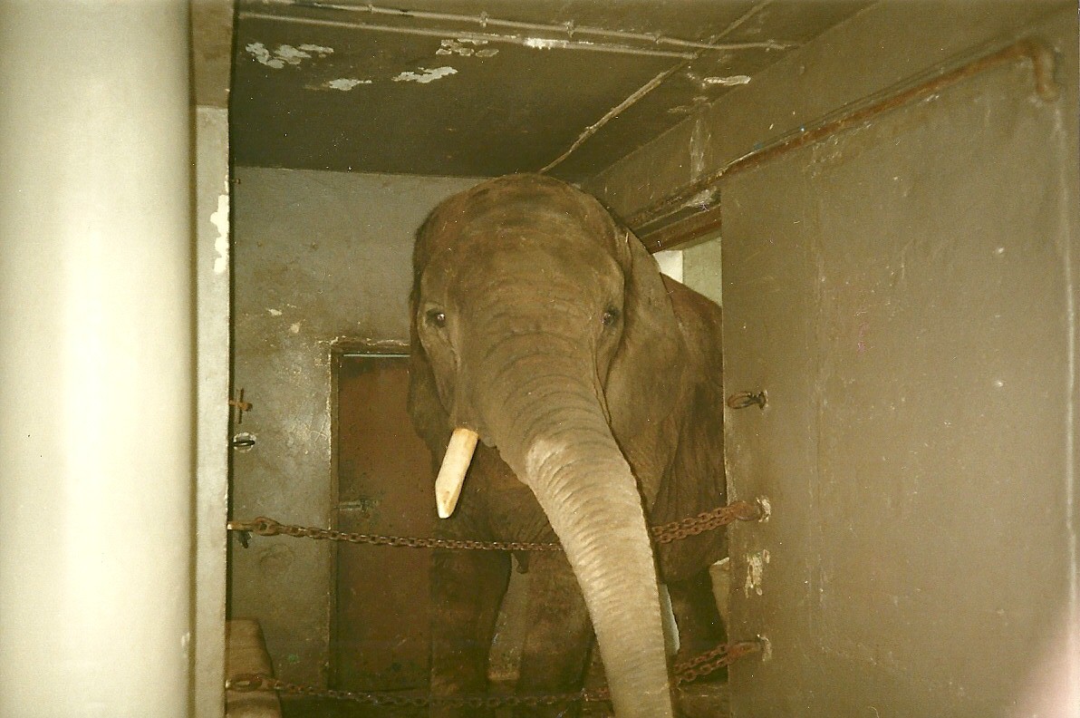 Passage from Elephant House to paddock 1st November 1997