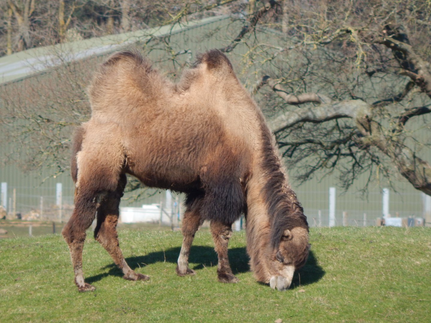 Passage through Asia - Bactrian camel 190322