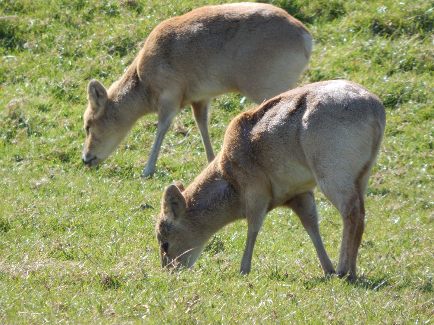 Passage through Asia - Chinese water deer 190322