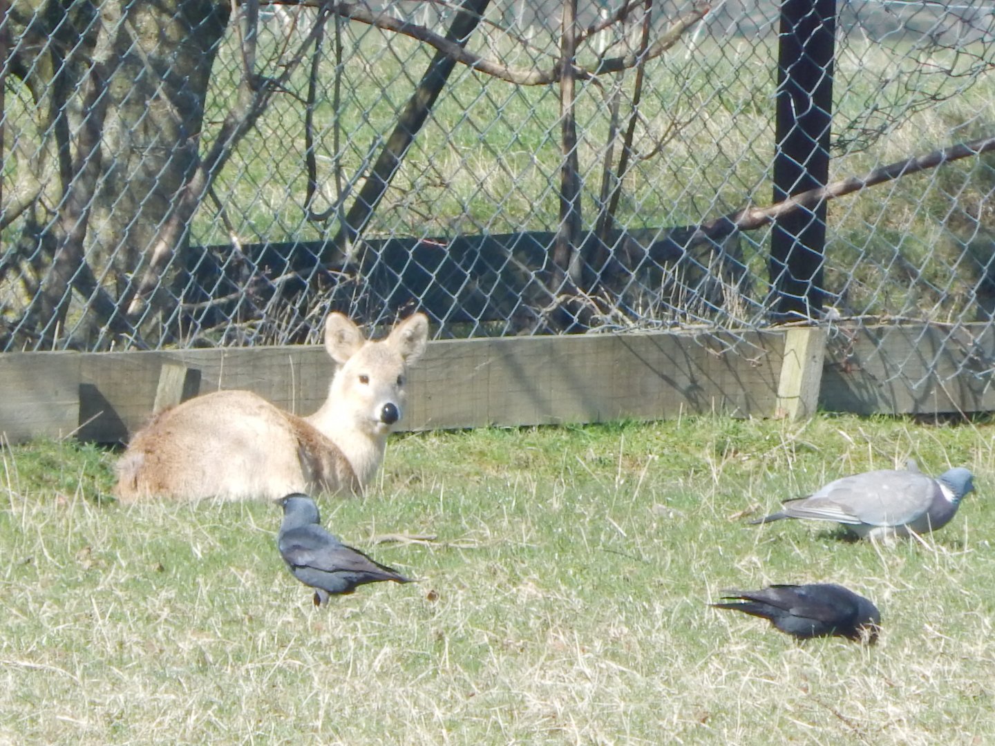 Passage through Asia - Chinese water deer 190322