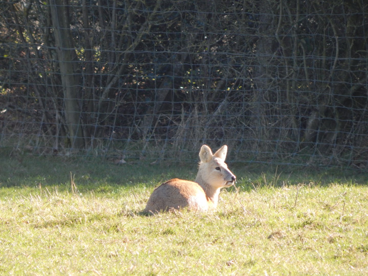 Passage through Asia - Chinese water deer 190322