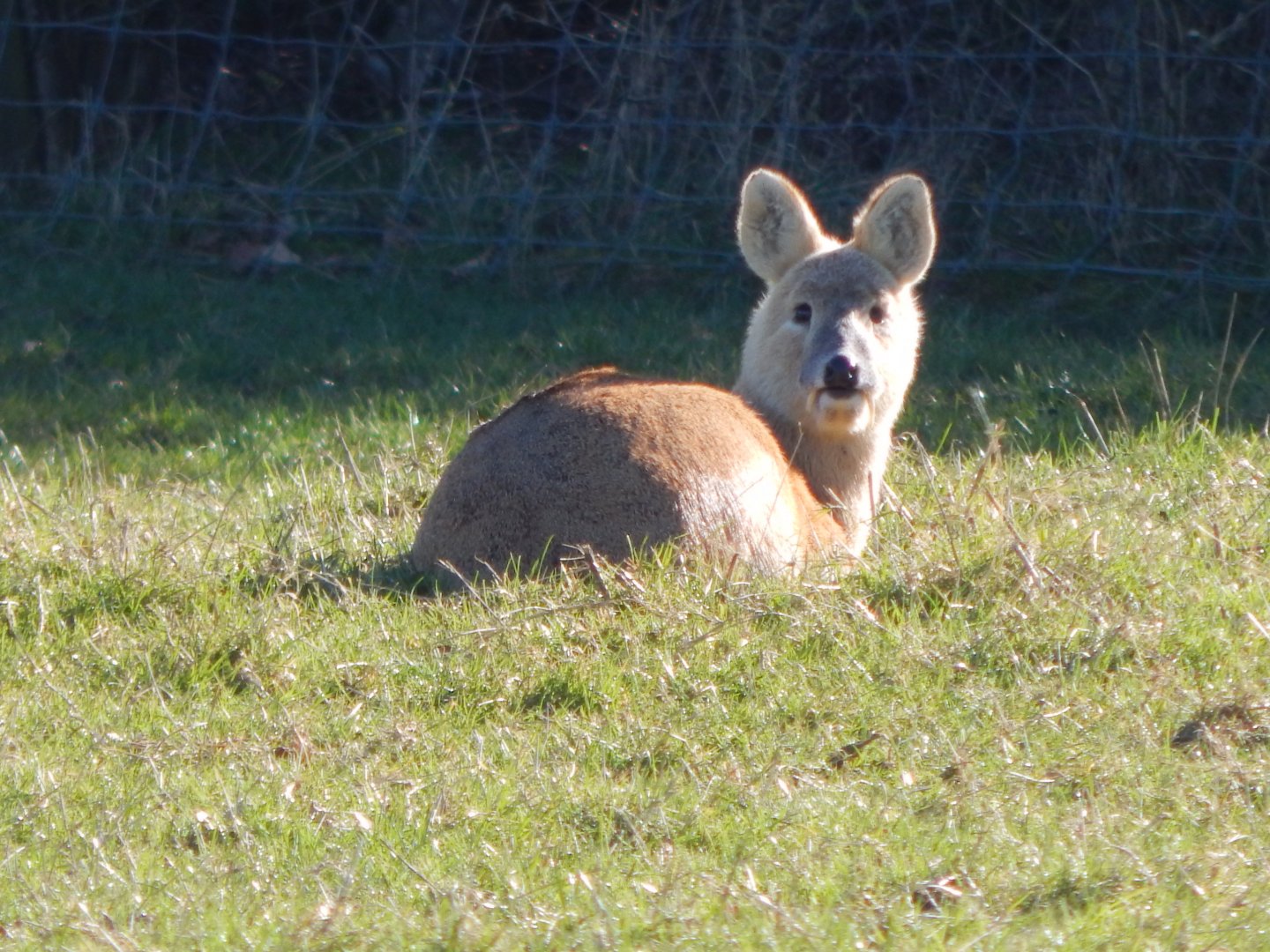Passage through Asia - Chinese water deer 190322