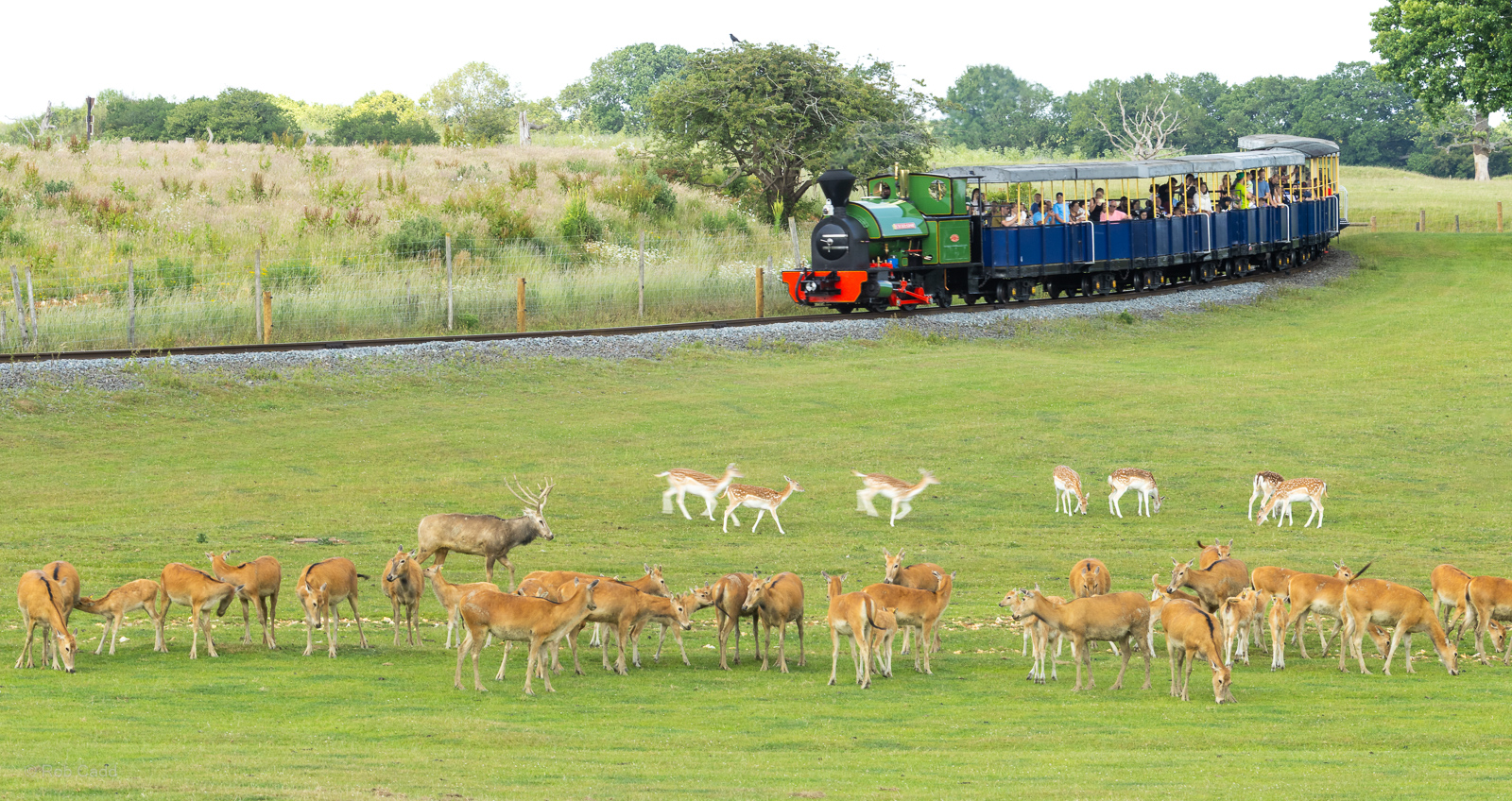 Passage through Asia (deer; train) : Whipsnade : 15 Jun 2025