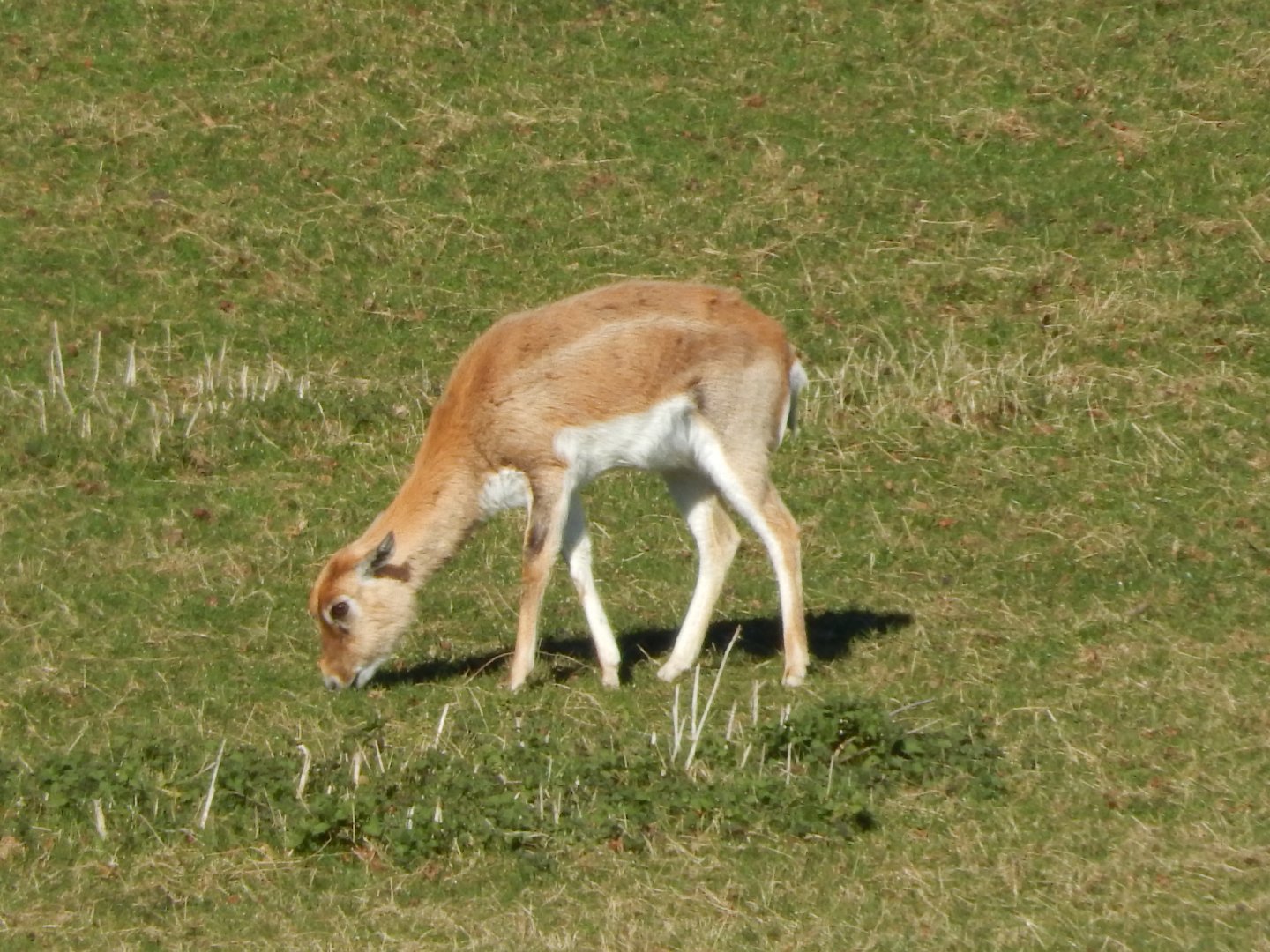 Passage through Asia - female Blackbuck 190322
