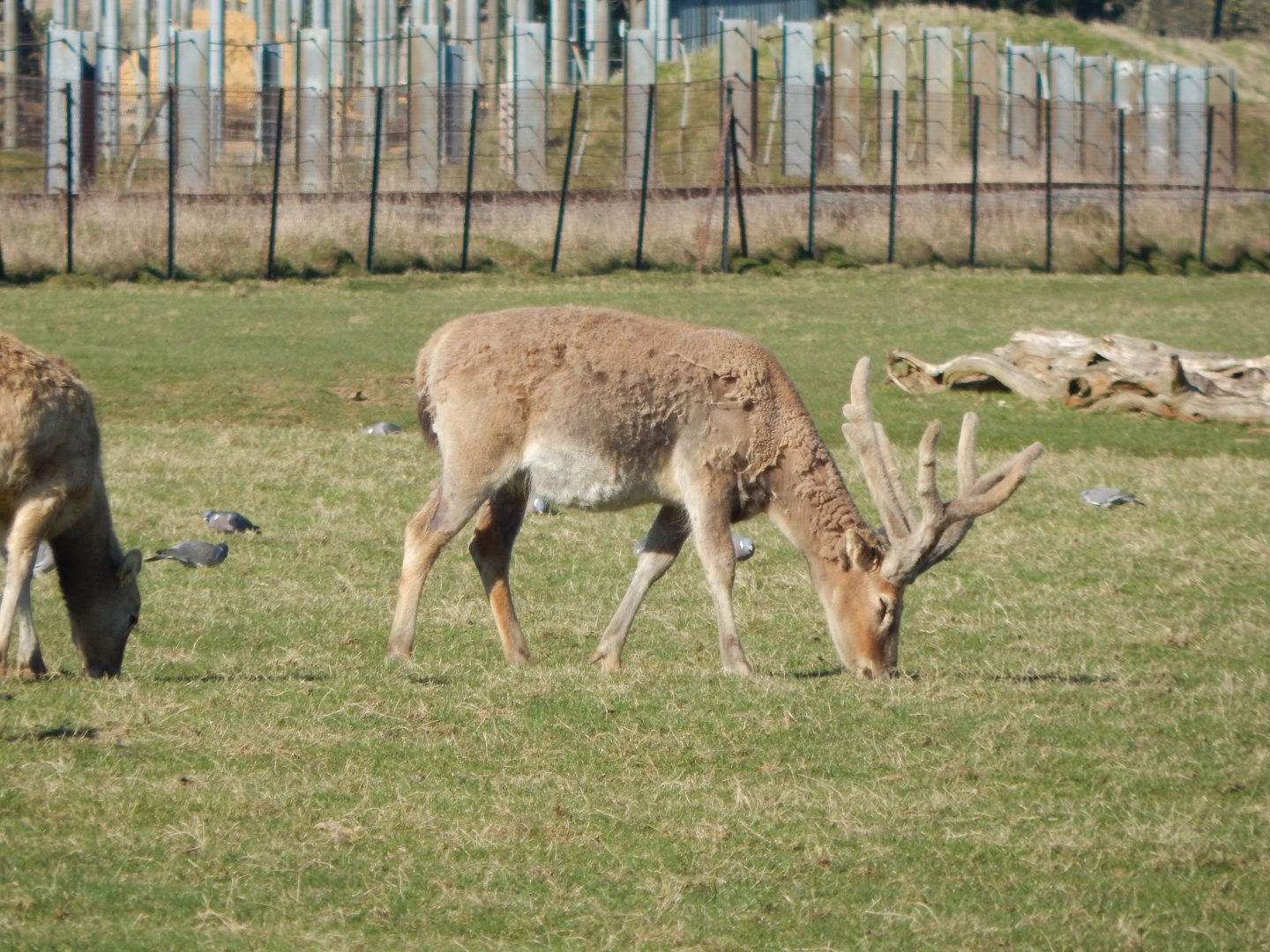 Passage through Asia - Pere David's deer 190322
