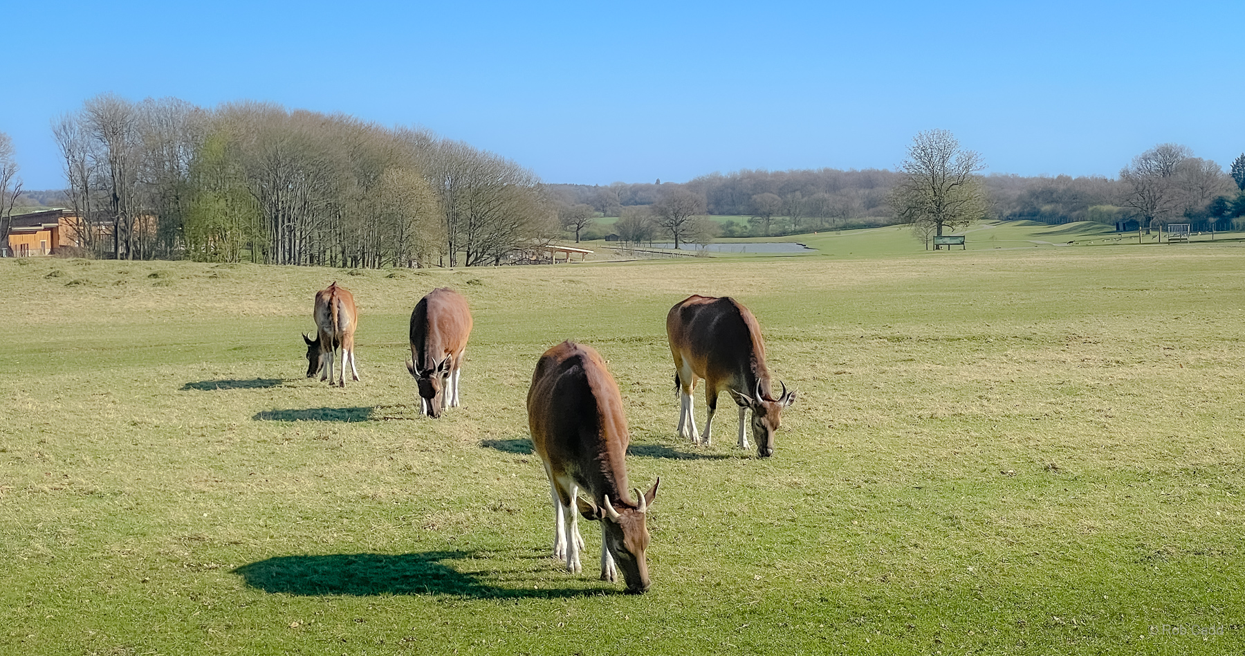 Passage through Asia (view, including banteng) : Whipsnade : 30 Mar 2025
