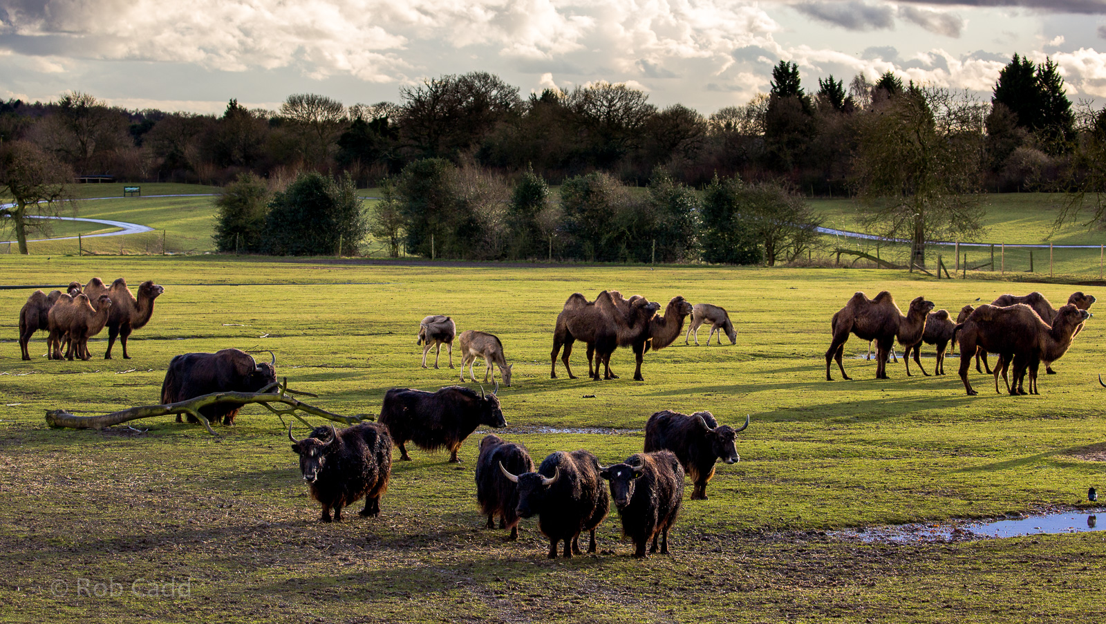 Passage through Asia (view) : Whipsnade : 28 Jan 2017