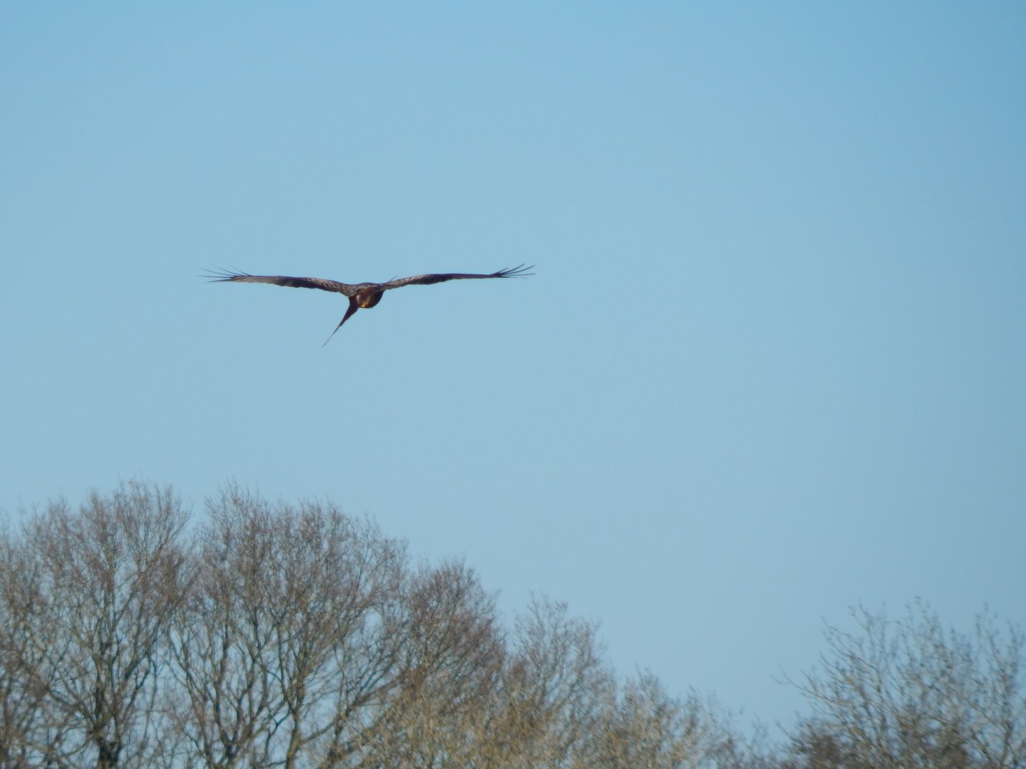 Passage through Asia - wild Red kite 190322