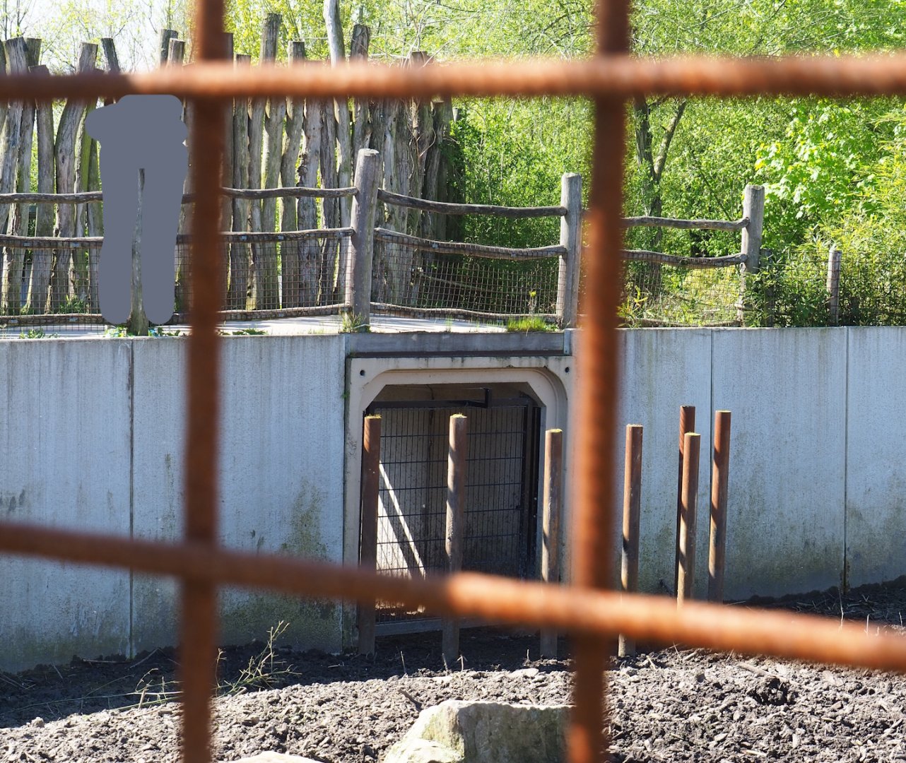 Passage underneath pathway to Visayan warty pig and Indian hog deer indoor stable, 2023-04-30