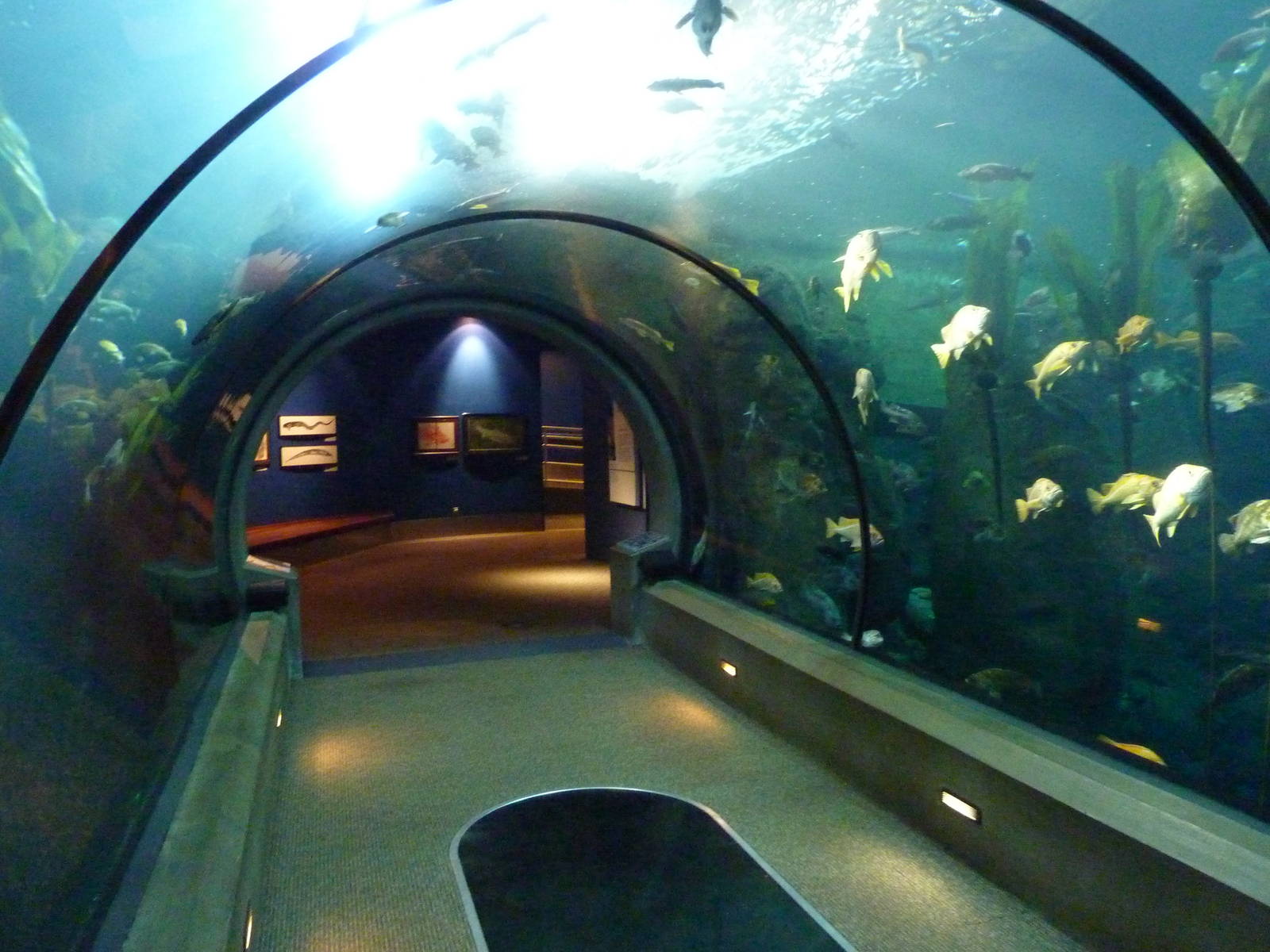 Passages of the Deep - Orford Reef