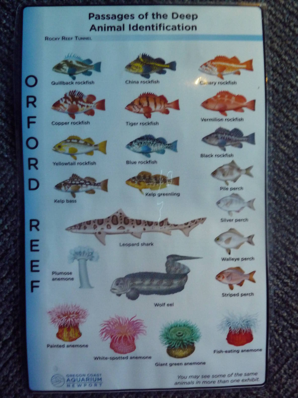 Passages of the Deep - Species Identification Card