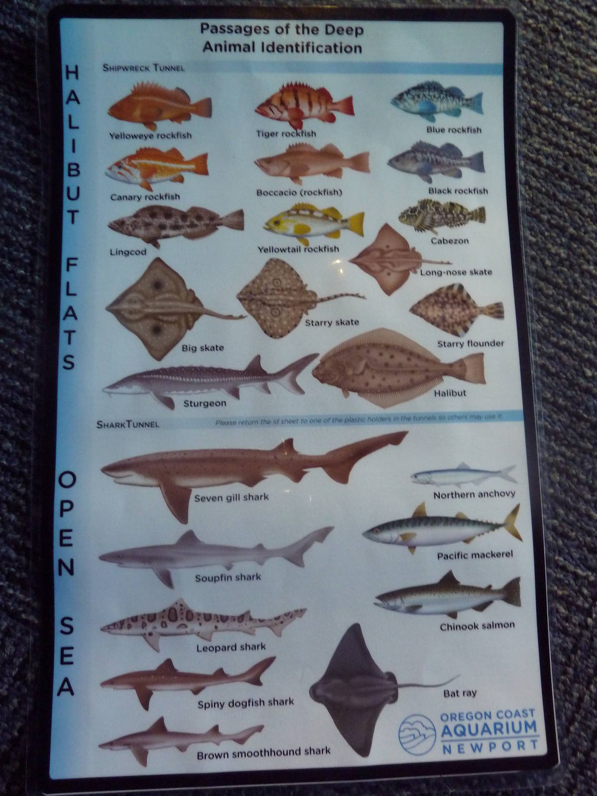 Passages of the Deep - Species Identification Card