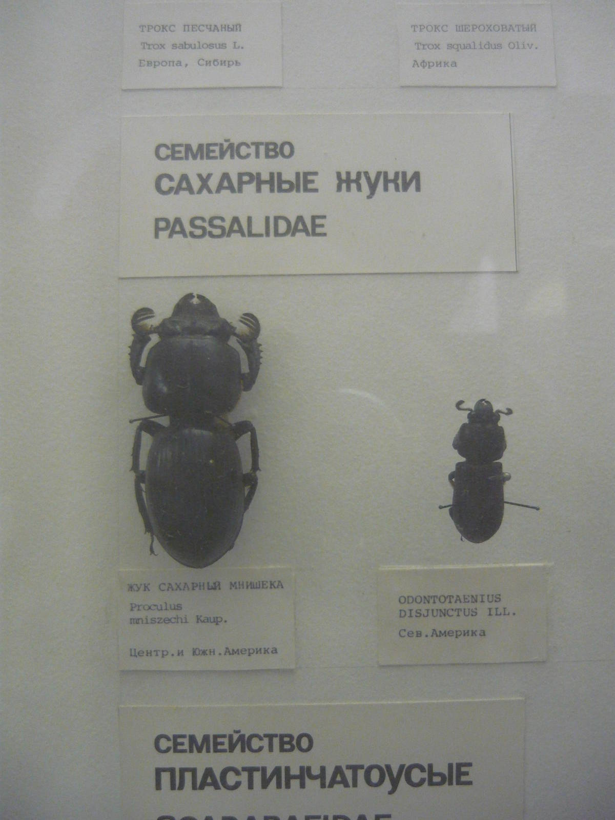 Passalidae