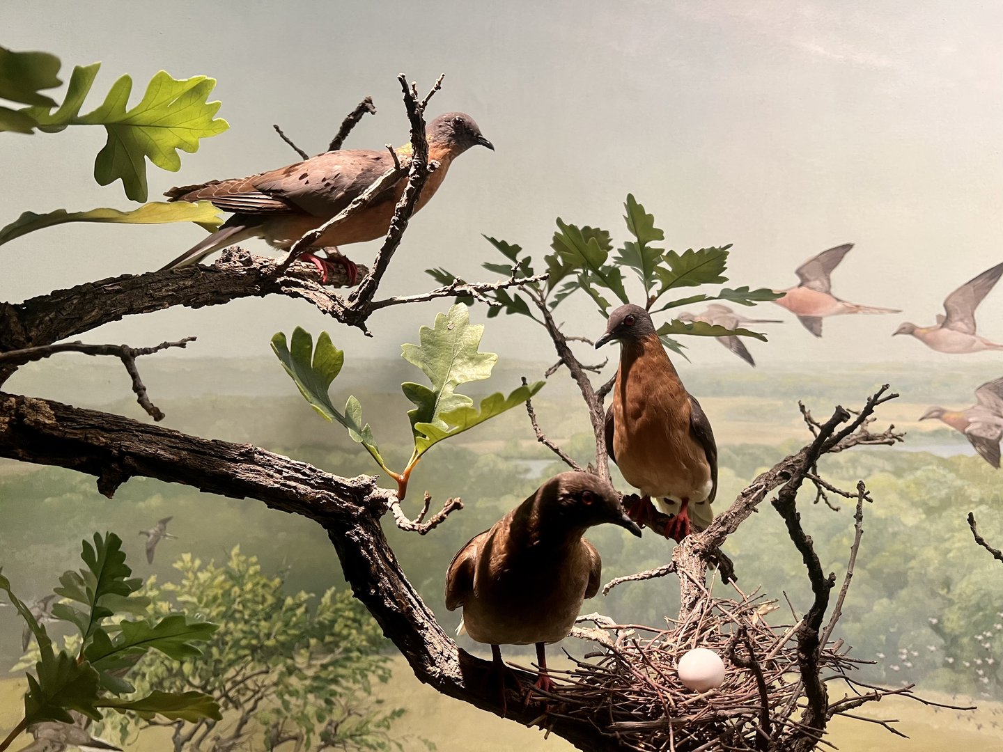 Passenger Pigeon Diorama
