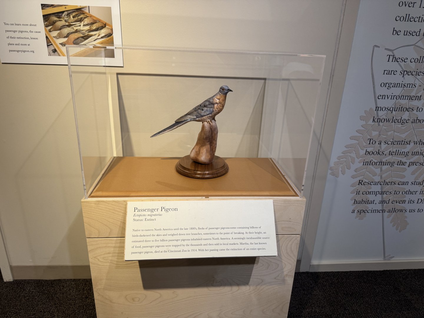 Passenger Pigeon Display- December 2024