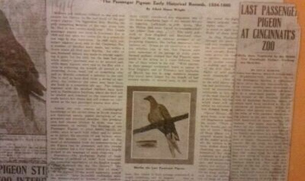 Passenger Pigeon Memorial-1914 Newspaper