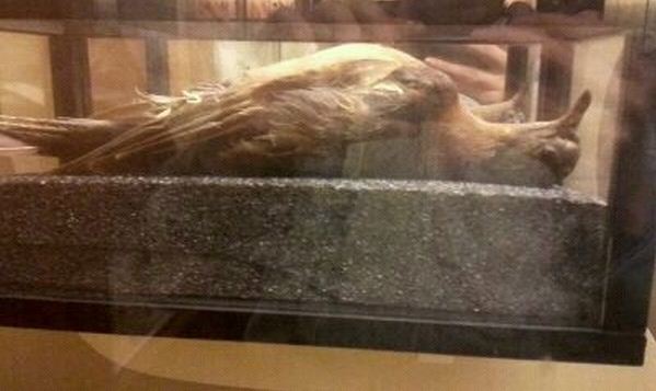 Passenger Pigeon Memorial-Replica of Martha