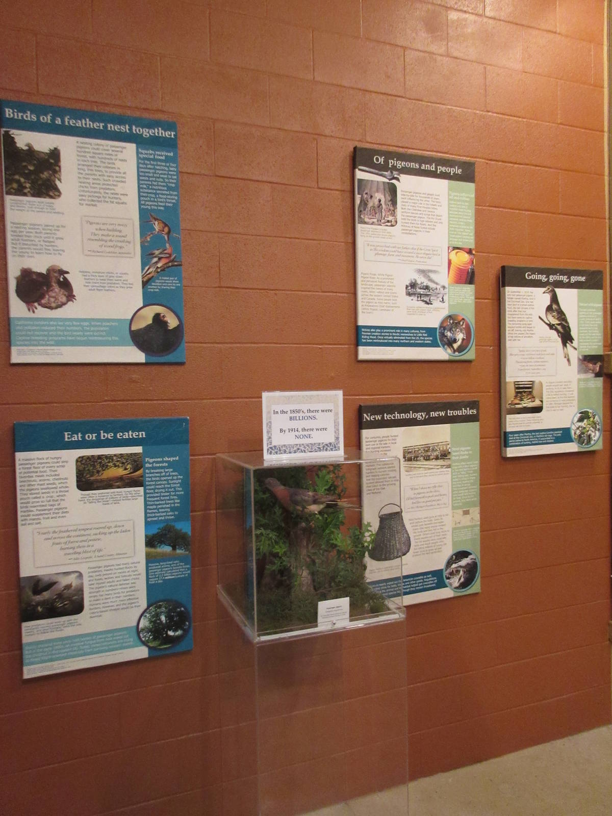 Passenger Pigeon Memorial Wall