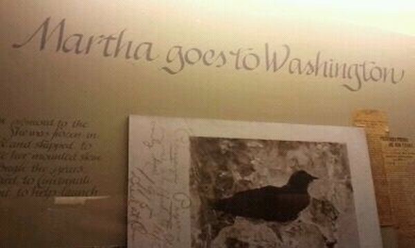 Passenger Pigeon Memorial