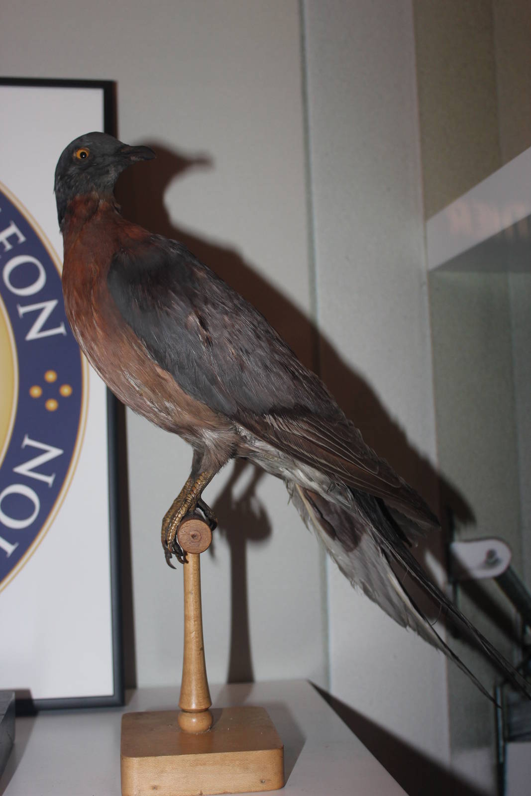 Passenger pigeon (Taxidermy)