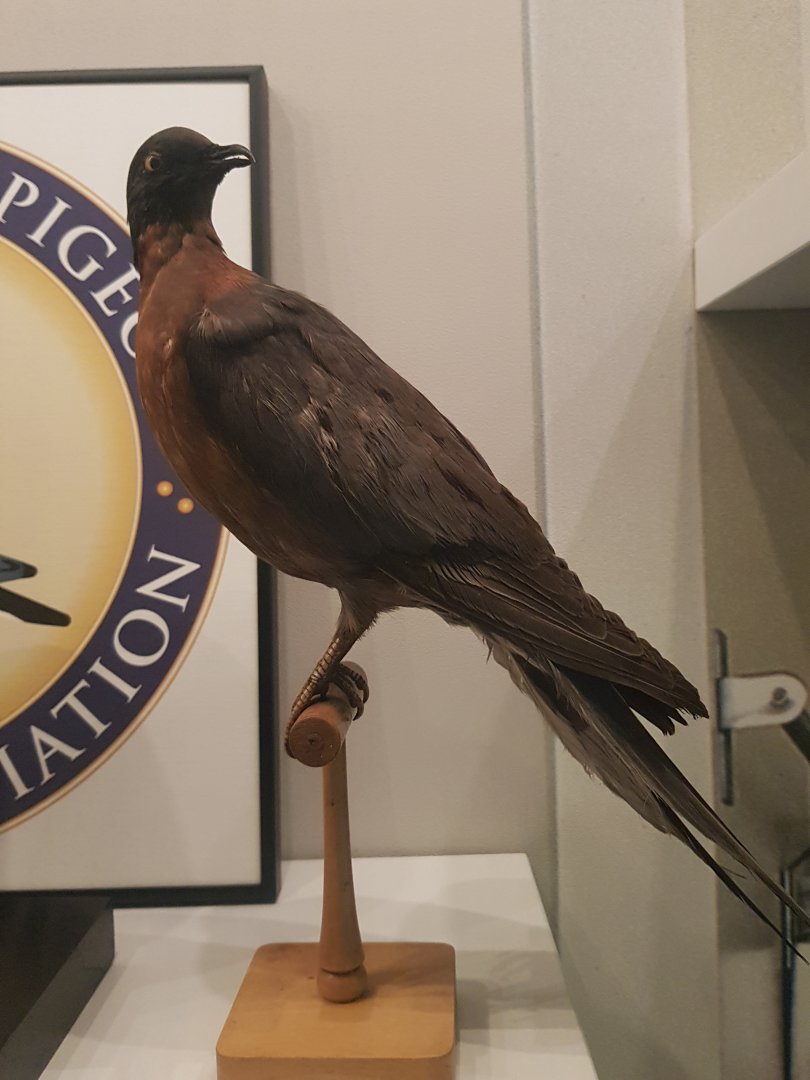 Passenger Pigeon Taxidermy